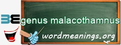 WordMeaning blackboard for genus malacothamnus